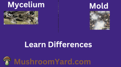 Mold vs Mycelium